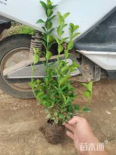 高度60厘米冬红卫矛