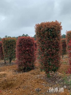 高度250厘米红叶石楠柱