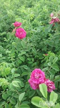 高度50厘米四季玫瑰