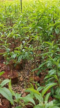 高度150厘米油桃