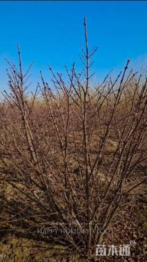 高度80厘米火焰卫矛