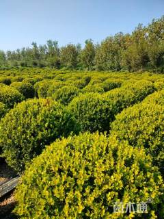 冠幅65厘米小叶黄杨球