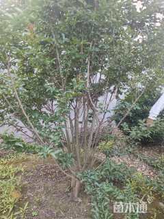 高度250厘米丛生紫薇