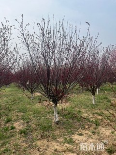 13公分紫叶矮樱