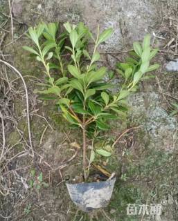 高度50厘米海桐