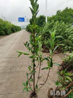 高度150厘米法国冬青