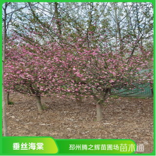 15公分大叶垂丝海棠