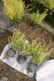 大杯苗亮晶女贞小苗