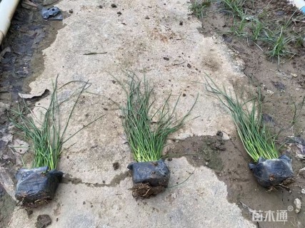 高度30厘米葱兰