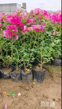 高度40厘米月季