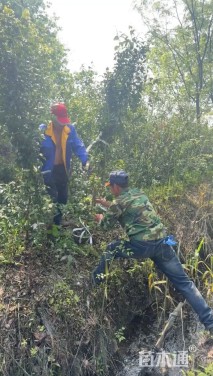 高度200厘米砂糖桔