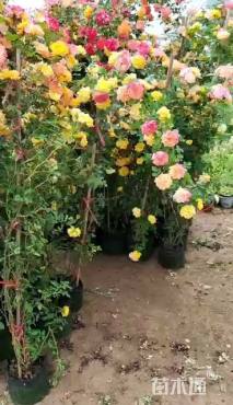 120厘米藤本月季