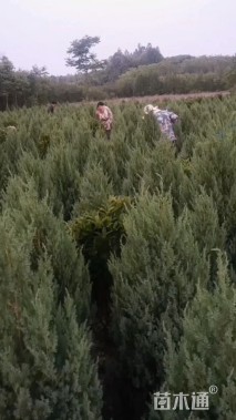 高度120厘米塔柏
