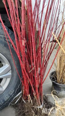 高度100厘米红瑞木