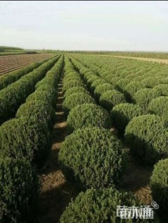 冠幅100厘米桧柏球