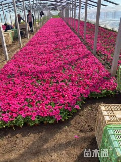 高度5厘米矮牵牛