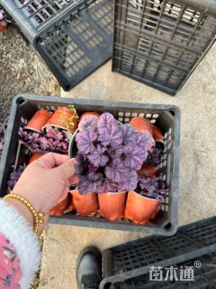 高度20厘米矾根