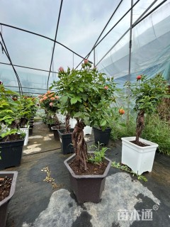 高度50厘米月季