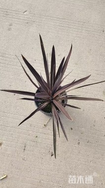 高度40厘米红叶朱蕉