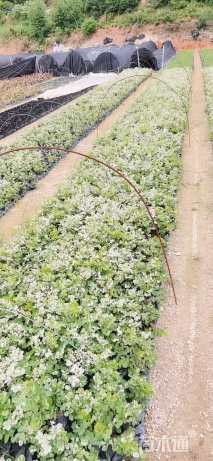 高度25厘米雪花木