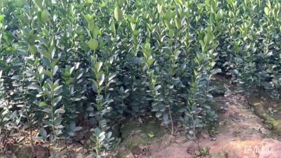 高度50厘米冬青卫矛