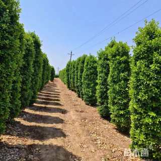 高度250厘米黄杨