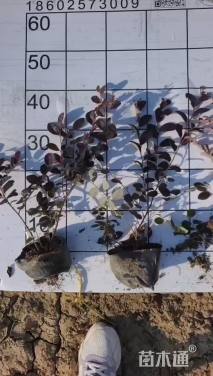 高度25厘米红花继木小苗