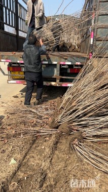 高度150厘米丛生紫荆