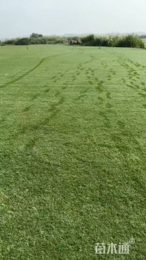草坪种子
