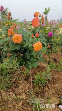 高度40厘米月季