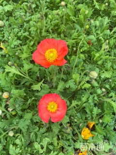 高度30厘米虞美人