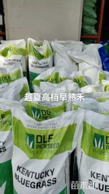 高羊茅