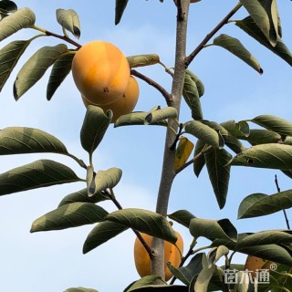 3公分柿树