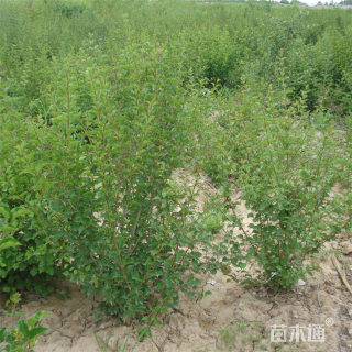 高度60厘米丁香小苗