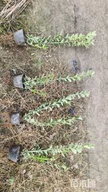 高度40厘米胶东卫矛