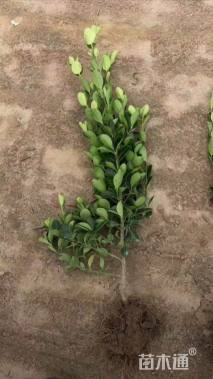 高度60厘米大叶黄杨小苗