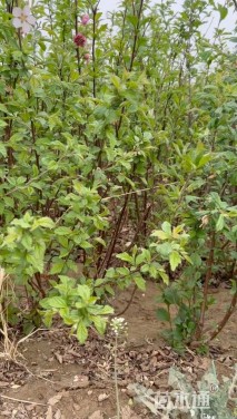 高度50厘米重瓣榆叶梅