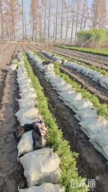 高度25厘米细叶萼距花