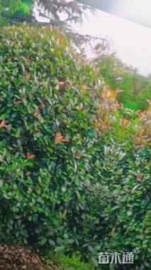 冠幅200厘米红叶石楠球