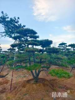 高度300厘米黑松