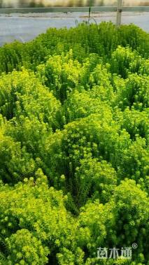 高度15厘米佛甲草