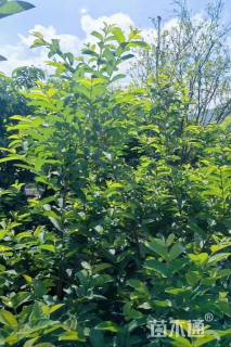 高度200厘米胭脂红景天