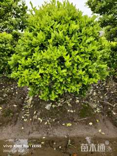 冠幅150厘米金森女贞球