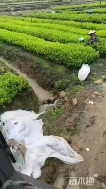 高度25厘米杜鹃