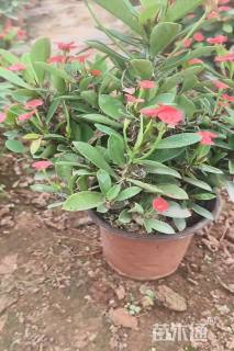 高度20厘米虎刺梅