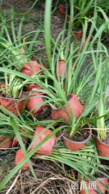 高度20厘米常绿萱草