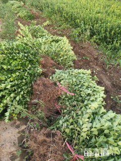 高度40厘米卫矛