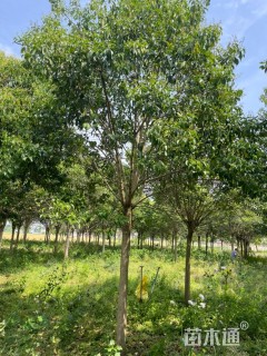 18公分大叶女贞