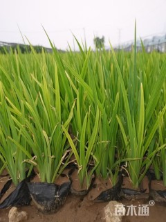 高度20厘米黄菖蒲