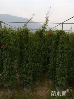 100厘米炮仗花